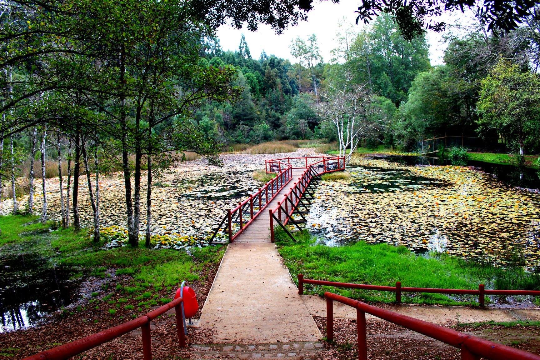 ¿Qué hacer durante febrero en Valdivia? Turismocity